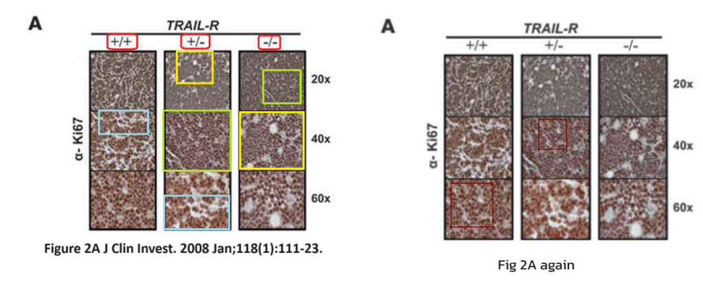 Screenshot of Figure 2 from a paper, showing 9 brownish colored panels with slices of tissues. Each panel shows a different experiment. Unexpectedly, several of these panels show overlap, as highlighted with boxes of the same color. 